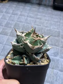 2025年最新】アガベセオの人気アイテム - メルカリ