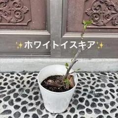 イチジク挿木苗 White Algiers - メルカリ