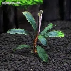 2026年最新】ブセファランドラspクダガンの人気アイテム - メルカリ