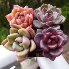 ゆり様 リクエスト 2点 まとめ商品