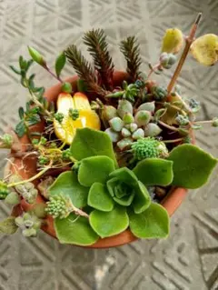 ˖⌖꙳இஇアエオとサファイアஇஇ꙳⌖˖ 多肉