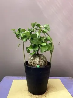 2026年最新】ドラゴンアガベの人気アイテム - メルカリ