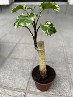 観葉植物 ポリシャス ロベル - メルカリ