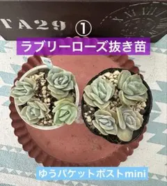 ❤️専用❤️✨メルカリ便✨❤️ラブリーローズ錦❤️        抜き苗⑤大特価セール♪ 2025年最新】ラブリーローズ錦の人気アイテム - メルカリ