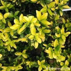 ♦️綺麗な垣根が作れます♦️黄金マサキ 抜き苗【S】垣根におすすめ ♦️綺麗な垣根が作れます♦️黄金マサキ 抜き苗【S】垣根におすすめ