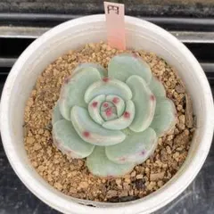 2025年最新】おらいさん苗の人気アイテム - メルカリ