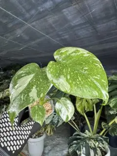 2025年最新】モンステラ デリシオーサ タイコンステレーションの