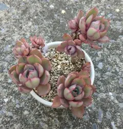 多肉植物 赤葉日高ミセバヤ 大苗 抜き苗 - メルカリ