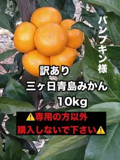 ★パンプキン様★専用 訳あり三ヶ日青島みかん10kg