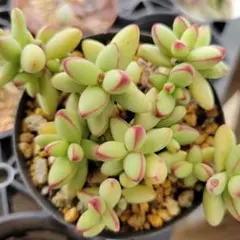 くう様 リクエスト 5点 まとめ商品