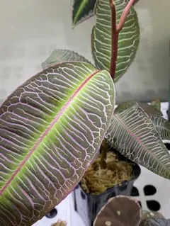 2025年最新】Labisiaの人気アイテム - メルカリ