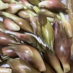 ミョウガ　約550g ⓵のサムネイル