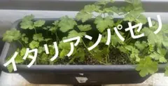 M*a様 【無農薬栽培】イタリアンパセリ　3苗のサムネイル