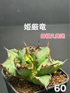 2025年最新】ドラゴンアガベの人気アイテム - メルカリ アガベ 親株