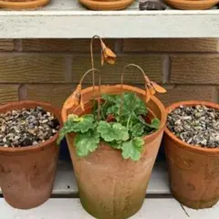 のりちゃん　プロフィール必読様 リクエスト 2点 まとめ商品