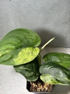 2025年最新】scindapsus スキンダプサスの人気アイテム - メルカリ