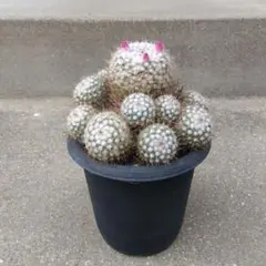 2025年最新】マミラリアの人気アイテム - メルカリ