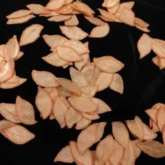 Item thumbnail for item e1a752fb-ca51-4669-bc95-9ac42298fb4f