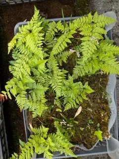 m*i様 山野草、ラン科植物、着生植物 [ ウチョウラン ] トレイ植え付けのサムネイル
