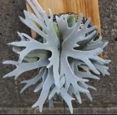 2025年最新】ビカクシダ バクテリアの人気アイテム - メルカリ