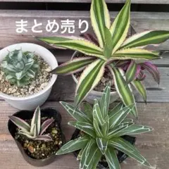 鉢ごと発送】人気のチタノタ12種セット【ネームタグ付】 - メルカリ