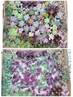 多肉植物　詰め合わせ　エケベリア　セダム ピンクプリティ 子持ち蓮華 ヘレナ