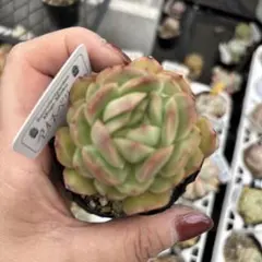 205☘️2年間管理株☘️タグ付☘️超レア☘️⭐️BELCHERI⭐PINK ICE系