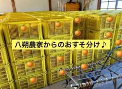 104【八朔農家からのお裾分け♪】八朔（和歌山/紀の川）10㌔