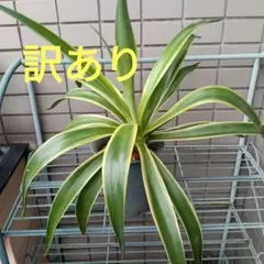 開運のシンボル！】斑入り(白い縁取り)葉の細長い姿の万年青(オモト)苗