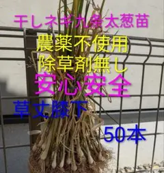 干しネギ 九条太ネギ苗50本のサムネイル