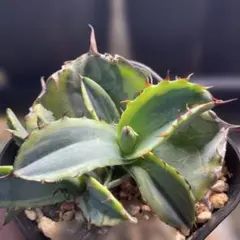 2026年最新】アガベ ブラックダイヤモンドの人気アイテム - メルカリ