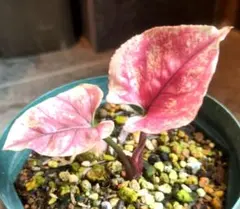 KURO 様 アグラオネマ ピンク ラッサプ観葉植物 - メルカリ
