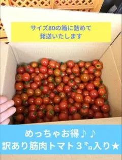 夏の訳あり筋肉トマト〜めっちゃお得な３㌔入り〜のサムネイル