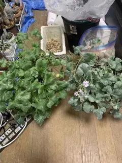 PM2 ペラルゴニウム ミラビレ 発根済 ※鉢付きメルカリ便発送 PM2 ペラルゴニウム ミラビレ 発根済 ※鉢付きメルカリ便発送