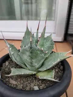 2025年最新】パラサナグローブの人気アイテム - メルカリ