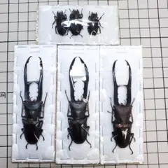 Hypocephalus armatus /ケラモドキカミキリ標本53mm - メルカリ