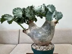 2026年最新】キフォステンマ マクロプスの人気アイテム - メルカリ