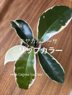 2026年最新】サクララン ホヤの人気アイテム - メルカリ