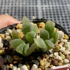 多肉植物 ハオルチア 別系オブツーサ3苗 抜き苗