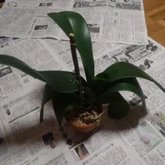 ヒデジイ様 リクエスト 4点 まとめ商品