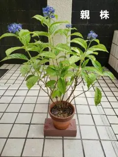 KENZI様 リクエスト 2点 まとめ商品