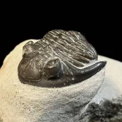 メタカンティナ　Metacanthina　三葉虫　化石　モロッコ 産のサムネイル