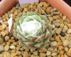 かおりん様 リクエスト 3点 まとめ商品