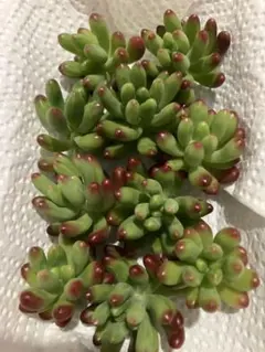 ぴーたん　リメイク鉢2つ目100円引き様 リクエスト 2点 まとめ商品