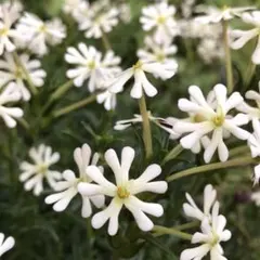 すみれ様 リクエスト 2点 まとめ商品