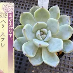 多肉植物 ミックスベリア　ベリースフレ抜き苗❣️