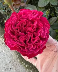バラ苗 四季咲き 育てやすい挿し木苗 激レア pinky pretty - メルカリ