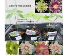 ③クリスマスローズ種のみ約72粒 多花性 小輪ソレイユダブル セルフ