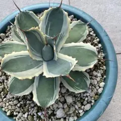 2025年最新】アガベスノーフォールの人気アイテム - メルカリ