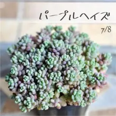 多肉植物【パープルヘイズ】セダム ポットごと or 抜き苗 6㎝ポットのサムネイル